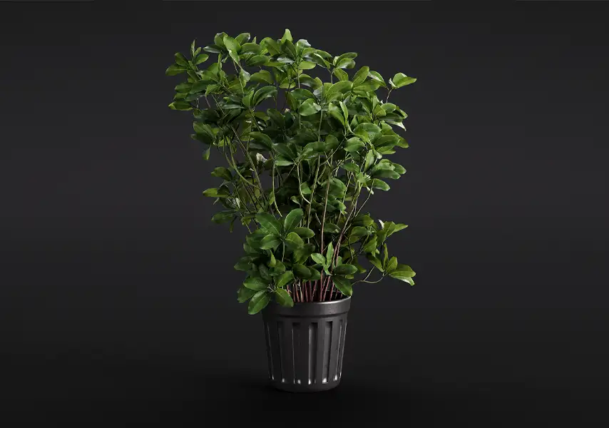 模漾网-1P-鹅掌柴鸭脚木绿植黑色盆栽-模型