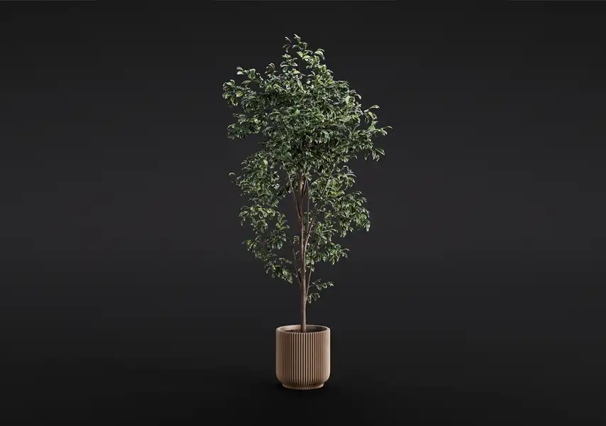 模漾网-1P-垂叶榕绿植室内盆栽-模型