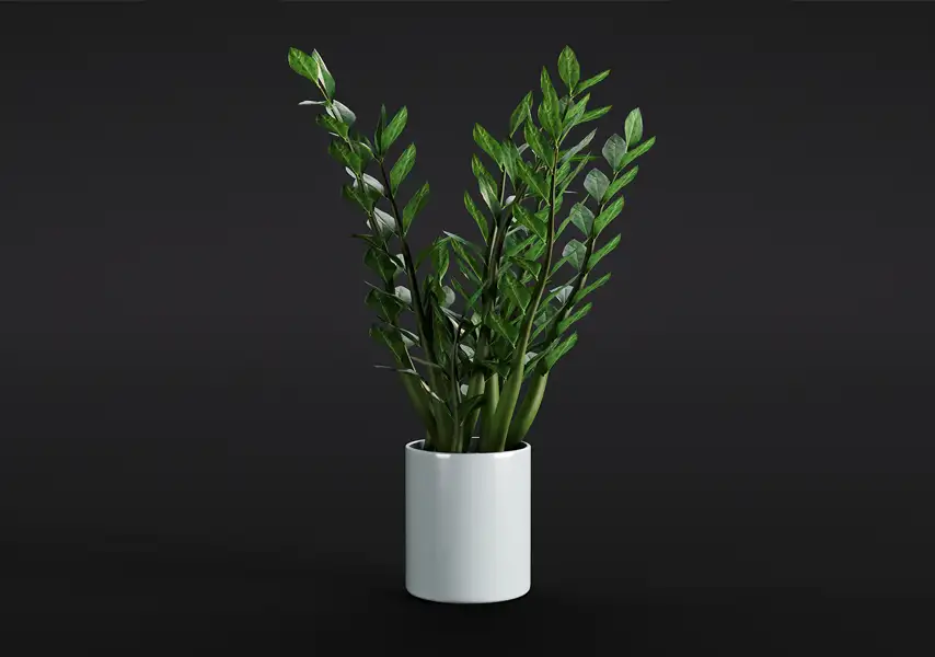 模漾网-1P-金钱树雪铁芋绿植白色盆栽-模型