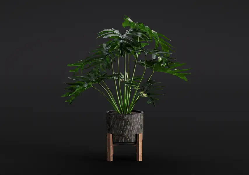 模漾网-1P-春羽绿植黑色盆栽-模型