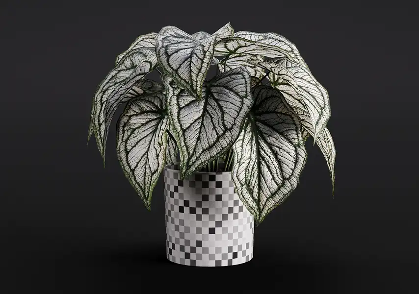 模漾网-1P-白脉椒草钻石翡翠盆栽-模型