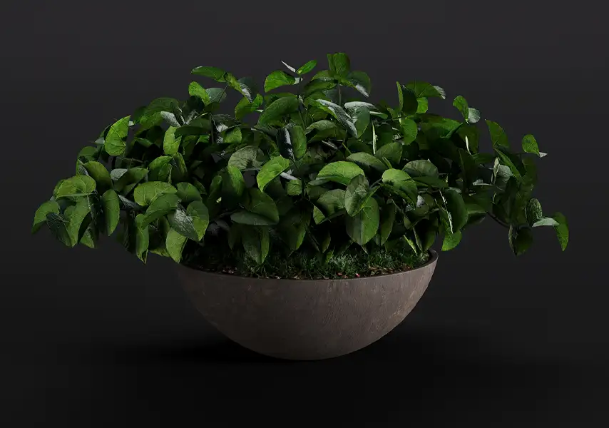 模漾网-1P-绿萝常绿藤本植物盆栽-模型