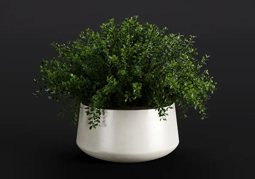 模漾网-1P-小叶赤楠四季常青小灌木植物盆栽-模型