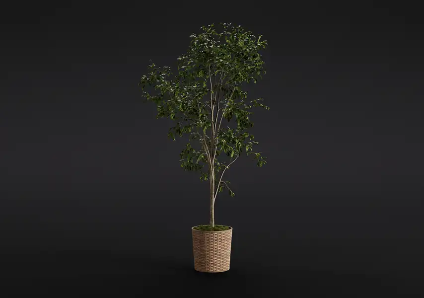 模漾网-1P-幸福树室内观叶植物盆栽-模型