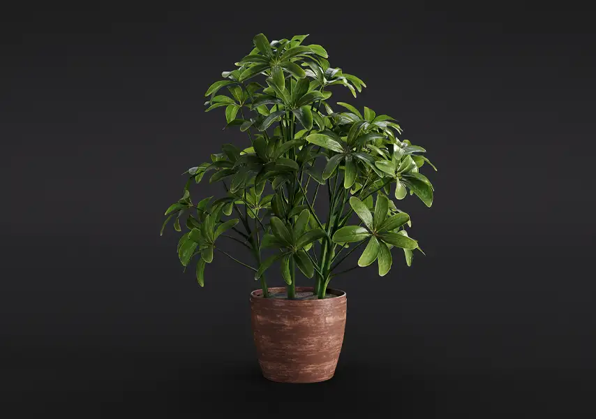 模漾网-1P-鹅掌柴常绿植物盆景-模型