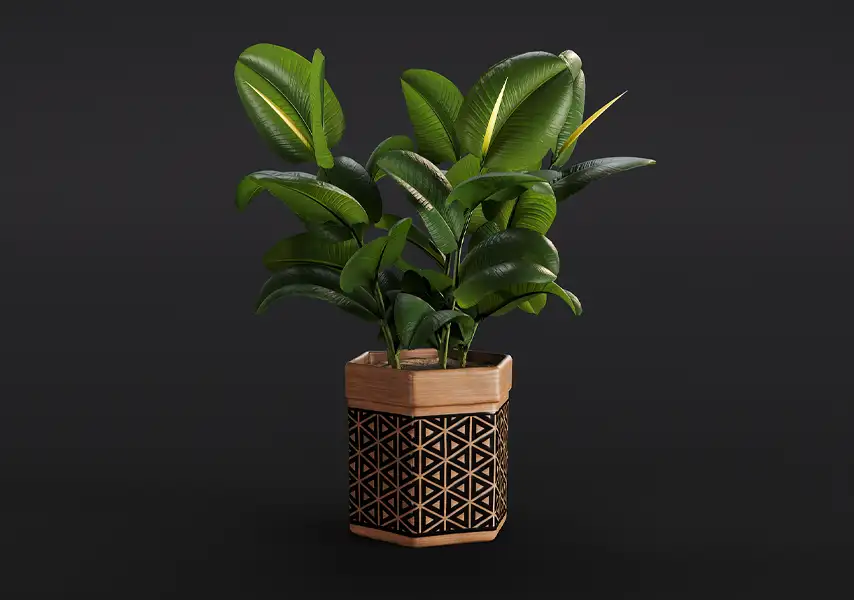 模漾网-1P-橡皮树印度胶树常绿乔木盆景-模型