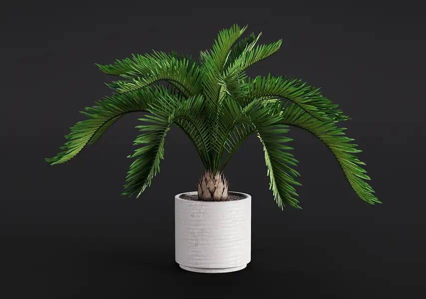 模漾网-1P-散尾葵室内装饰常绿盆景-模型