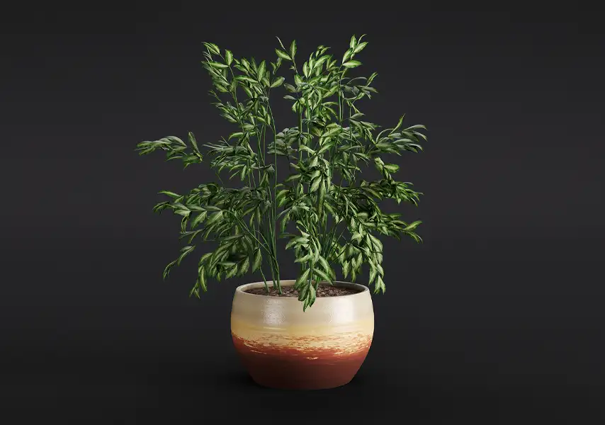 模漾网-1P-凤尾竹米竹室内常绿盆景-模型