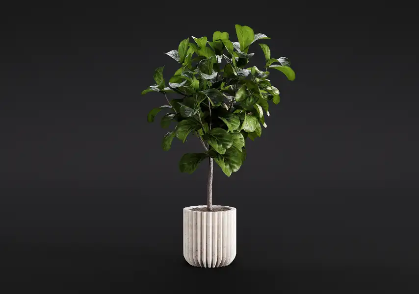 模漾网-1P-琴叶榕桑科常绿乔木盆景-模型