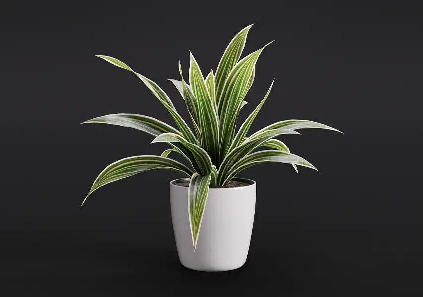 模漾网-1P-金边吊兰室内常绿盆景-模型