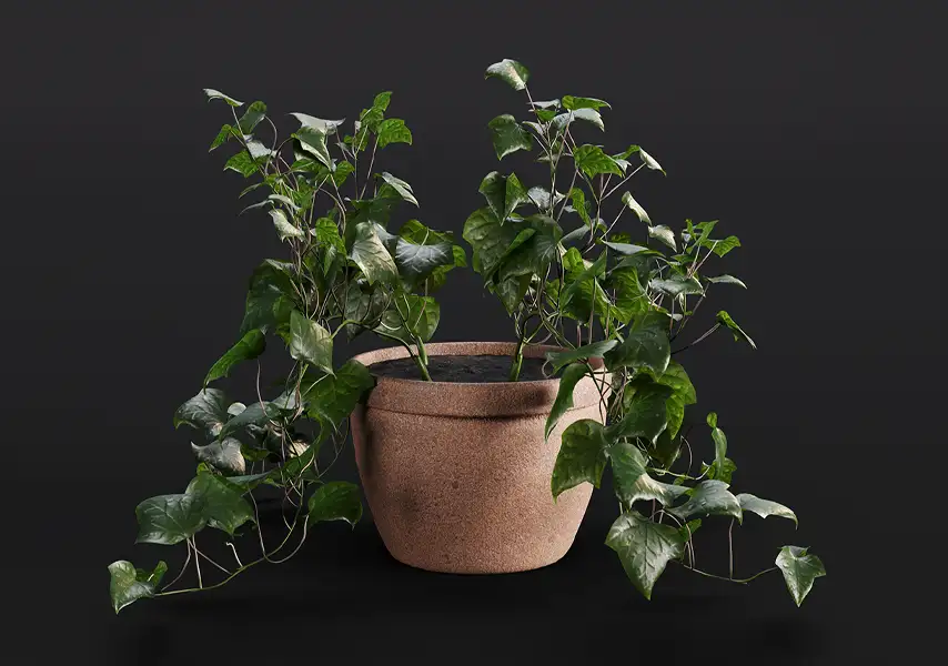 模漾网-1P-常春藤常绿室内盆景-模型