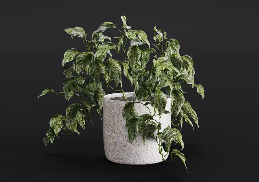 模漾网-1P-绿萝麒麟叶属植物室内盆景-模型