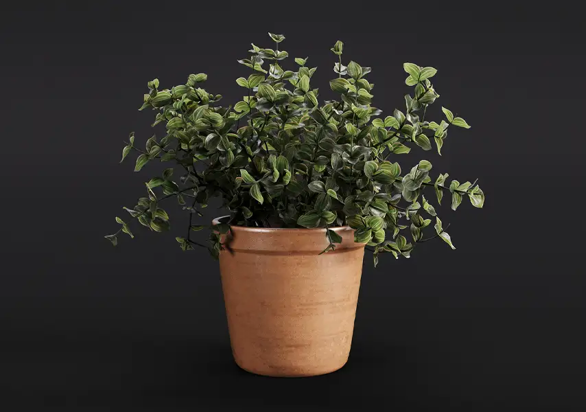 模漾网-1P-小叶女贞翠绿植物室内盆景-模型