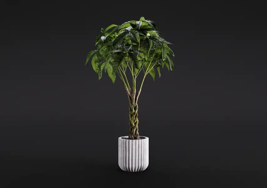 模漾网-1P-发财树常绿乔木室内盆景-模型