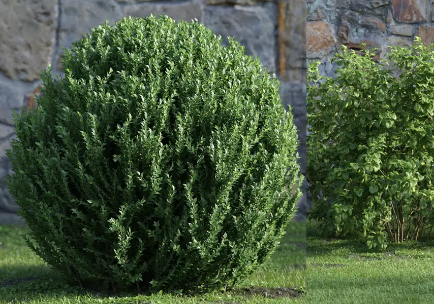 模漾网-48P-灌木绿篱矮木修剪植物-模型合集