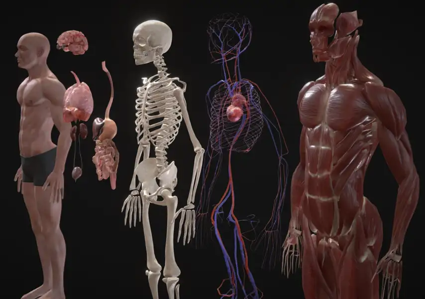 模漾网-男性人体肌肉系统血管系统骨骼系统解剖-3D模型