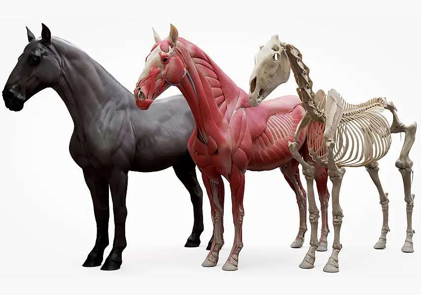 模漾网-42P-马匹解剖-动物骨架肌肉解剖分解-3D模型