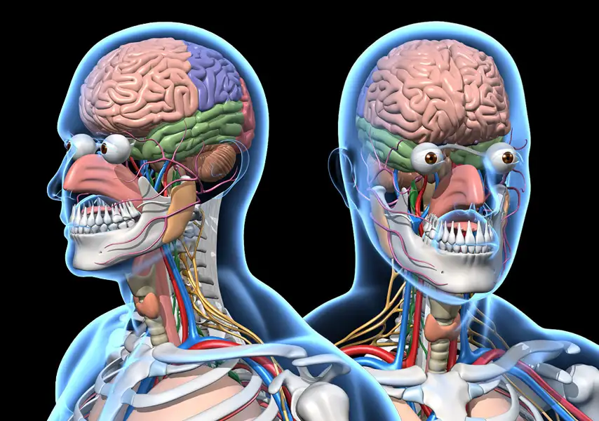 模漾网-男性人体内脏骨骼完全绑定-曲体伸展动作-动画模型-Male