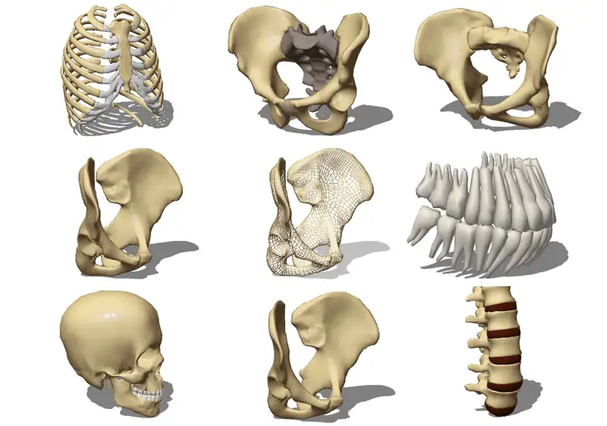 模漾网-62P-人体医学骨架解剖-3D骨架模型