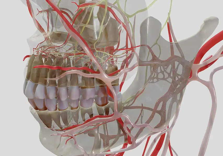 模漾网-颌面解剖学-牙齿血管神经三维解剖动画-模型-Nerve Supply