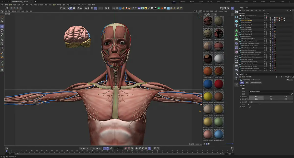 模漾网-男性人体解剖模型-Male Anatomy_C4D