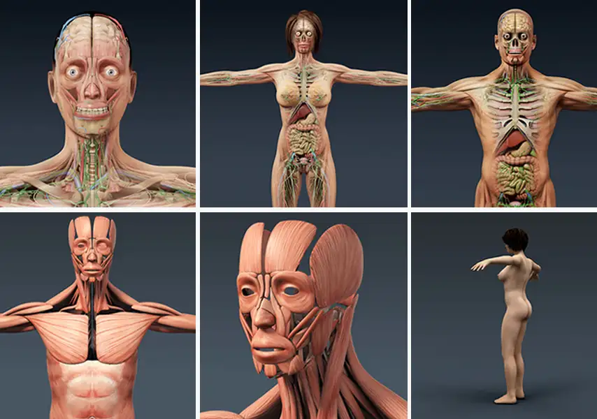 模漾网-女性男性人体结构骨骼肌肉血管-解剖-3D模型