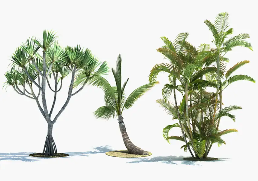 模漾网-50P-椰子树热带植物棕榈树椰树-模型合集