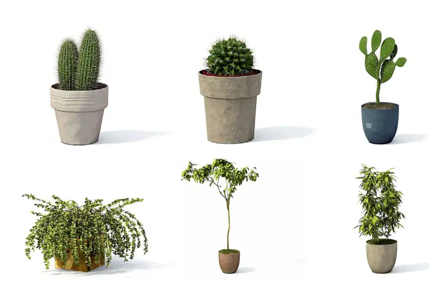 模漾网-63P-室内绿植桌面花盆植物盆栽仙人掌多肉植物-模型合集