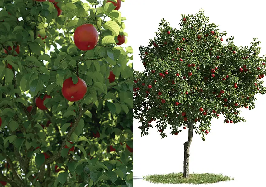 模漾网-54P-森林公园景观植物苹果树柳树银杏松树大树-模型合集