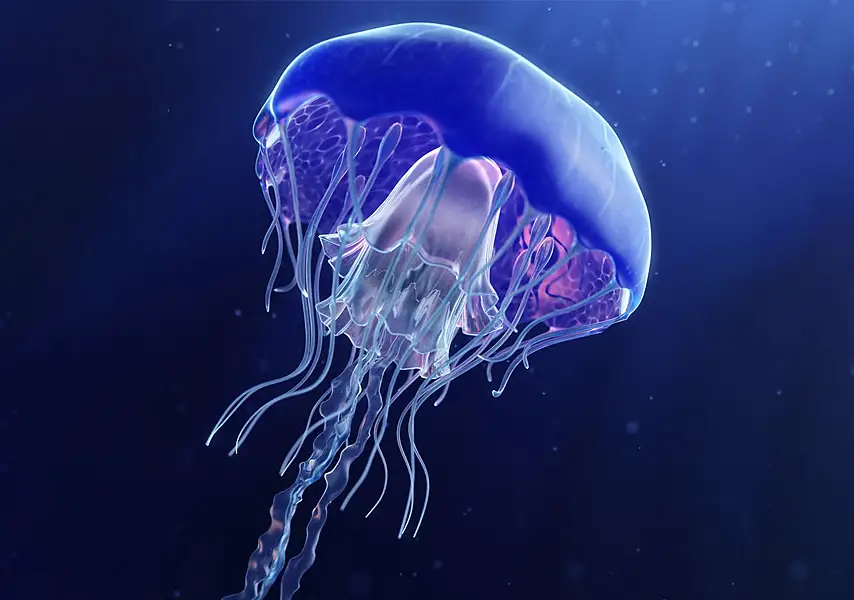 模漾网-1P-Cinema 4D-水母动态游动动画（烘焙缓存）-生物模型