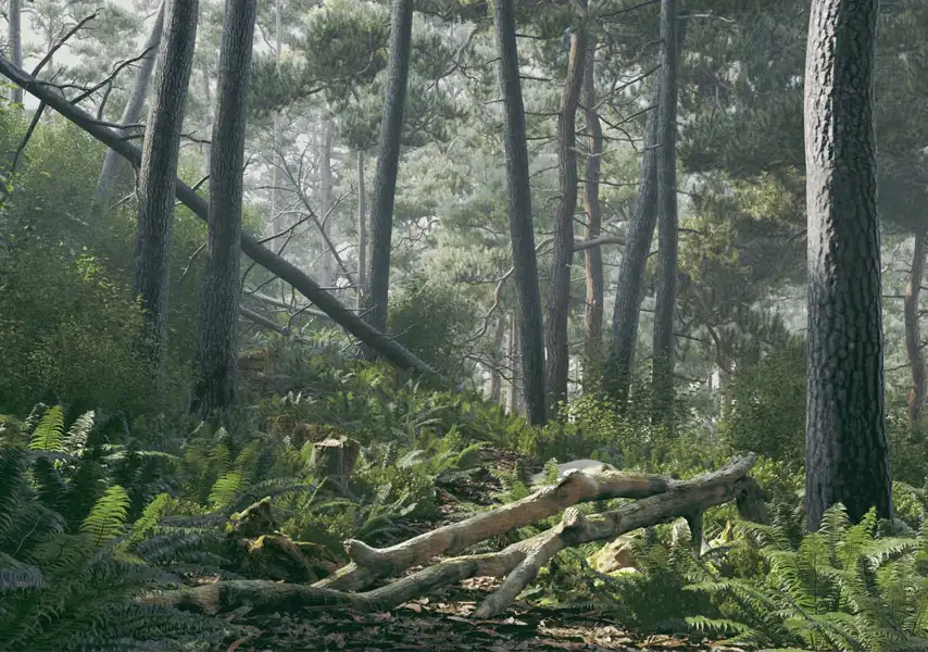 模漾网-56P-枯木蕨类植物岩石原始森林苔藓植被杂木森林-模型合集